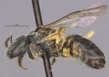 Media type: image;   Entomology 27455 Aspect: habitus lateral view